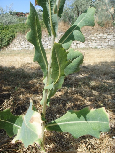 Lactuca virosa / Lattuga selvatica